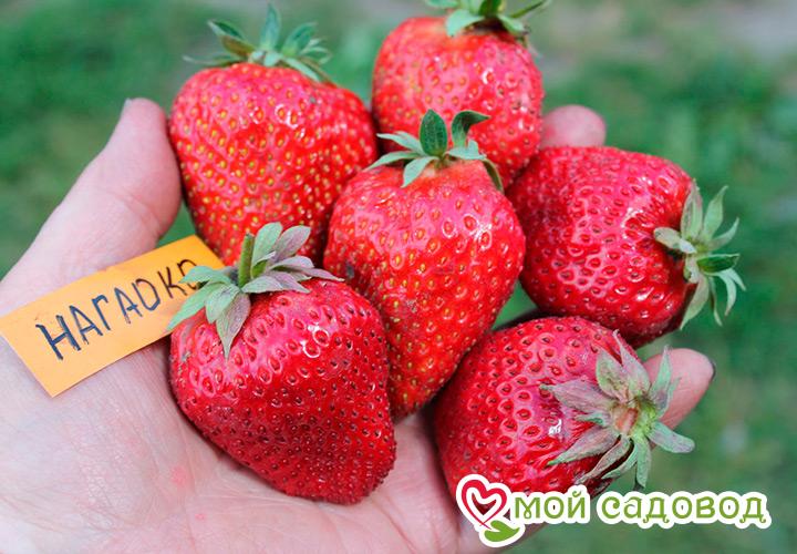 Клубника Дукат - описание сорта, отзывы, фото, посадка - полезная информация на сайте Клубника Дукат: описание сорта, отзывы, фото, посадка - полезная информация на сайте